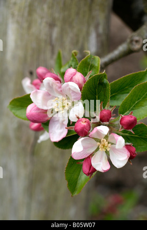 MALUS DOMESTICA GREENSLEEVES AGM BLOSSOM Foto Stock