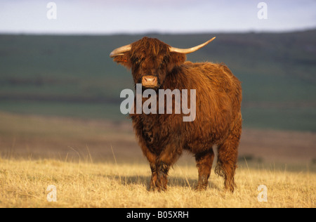 mucca dell'altopiano Foto Stock