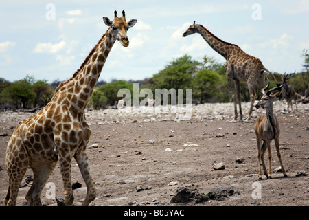 Giraffa africana, Giraffa Camelopardalis nel Parco Nazionale Etosha, Namibia Foto Stock