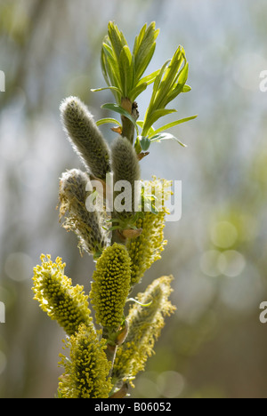 Willow tree sprouting leaves and blossom in Spring, England, UK Foto Stock
