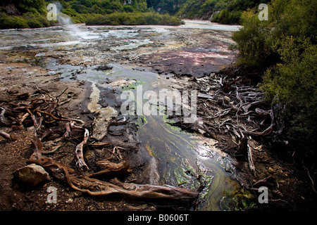 Flusso di acqua e di erbacce conduce in una fossa di zolfo al Wai O Tapu sacre acque, Lago Ngakoro nella zona di Rotorua. Foto Stock