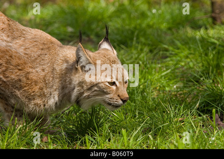 Lince (europea) prese in Wildlife Park Foto Stock