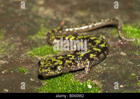 Salamandra verde su una roccia di muschio Foto Stock