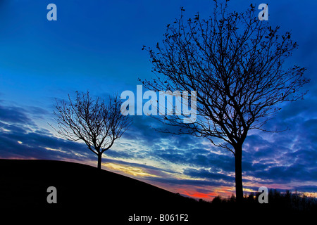 Due alberi al tramonto Foto Stock