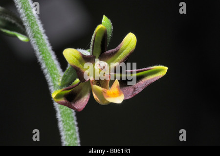 Scarsa o Eastern elleborina palustre veratrifolia bergonii Foto Stock