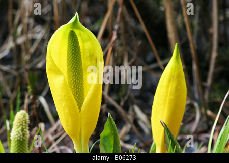 Lysichitum americanum, Stanley Park Foto Stock