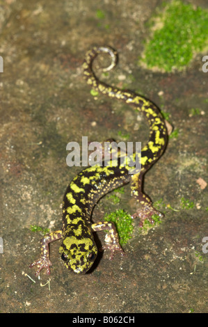 Salamandra verde su una roccia di muschio Foto Stock