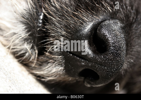 Carino il colpo di un cane del naso e della bocca. Foto Stock