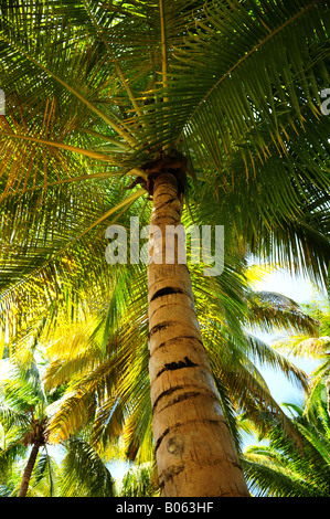Palm tree tettoie nella foresta tropicale su un isola dei Caraibi Foto Stock