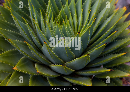 Succuluent aloe Foto Stock