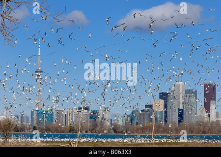 Gregge di anello di accoppiamento fatturati i gabbiani a Leslie Street Spit la nidificazione con lo skyline di Toronto Foto Stock