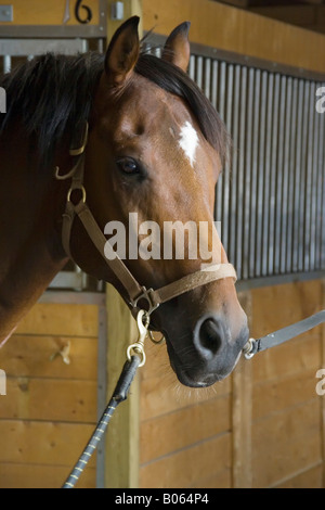 Colpo alla testa di un Purosangue baio/quarter horse come egli attende di essere congiunta per l'equitazione. Foto Stock