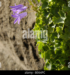 Adria la Campanula o Campanula dalmata, campanula portenschlagiana Foto Stock