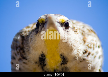 Voce maschile western meadowlark (Sturnella neglecta), Southern Arizona, Stati Uniti d'America Foto Stock