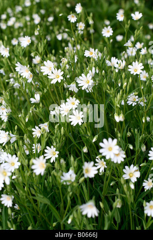 Maggiore STITCHWORT STELLARIA HOLOSTEA fine aprile in un giardino DEVON Foto Stock