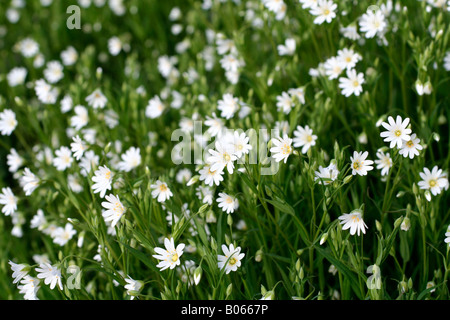 Maggiore STITCHWORT STELLARIA HOLOSTEA fine aprile in un giardino DEVON Foto Stock