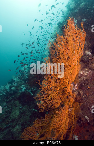 Le gorgonie sulla coralreef su una parete con la scolarizzazione pesce contro sfondo blu sotto l'acqua Foto Stock