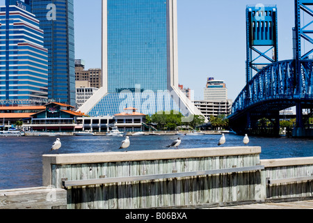 Fila di 5 gabbiani su una parete in legno con una città e il ponte blu nella parte posteriore dal fiume a Jacksonville in Florida Foto Stock