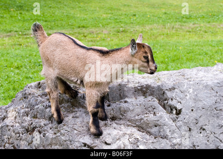 Capra domestica (Capra hircus, Capra aegagrus hircus), giovani arrampicata su roccia Foto Stock