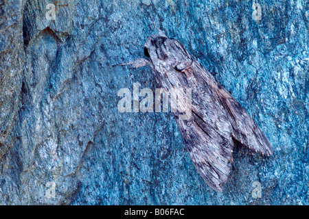 Convolvulus Hawkmoth, gloria di mattina Sphinx Moth (Agrius concolvuli, Herse convolvuli Sphinx convolvuli), Adulto su corteccia Foto Stock