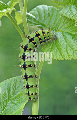 L'imperatore Tarma (Saturnia pavonia, Eudia pavonia9, caterpillar su foglie Foto Stock