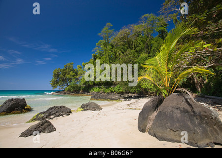 Panama, Bocas del Toro Provincia, Isola Bastimentos (Isla Bastimentos) rana rossa Beach Foto Stock