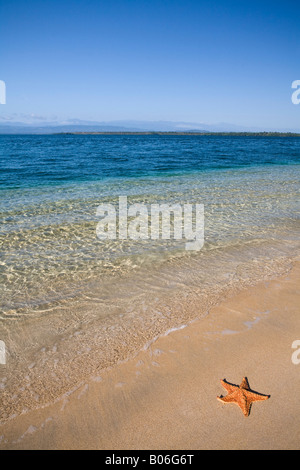 Panama, Bocas del Toro Provincia, Isola del colon (Isla Colon) Stella di mare sulla spiaggia a stella Foto Stock