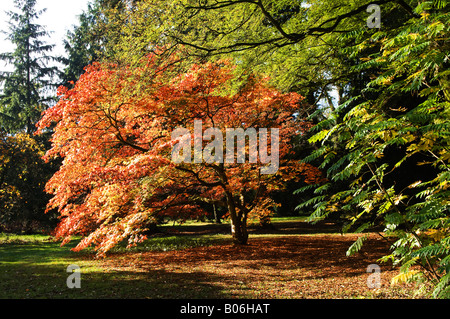 Foglie di autunno a terra Foto Stock