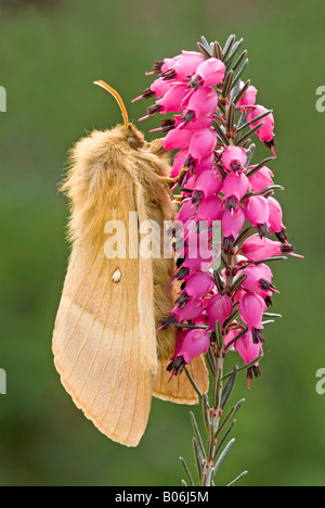 Oak Eggar (Lasiocampa quercus) su fioritura heath Foto Stock