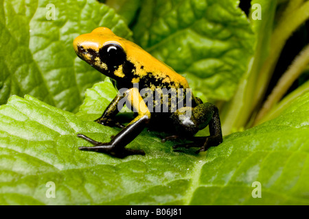 Poison dart frog Phyllobates (bicolore), Colombia Foto Stock