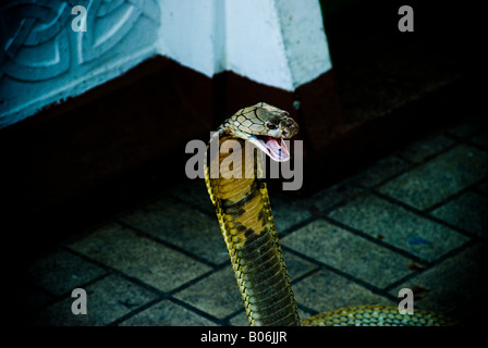 Cobra reale si diffonde la cappa e si prepara a colpire, girato in Thailandia. Il più grande serpente velenoso nel mondo. Foto Stock