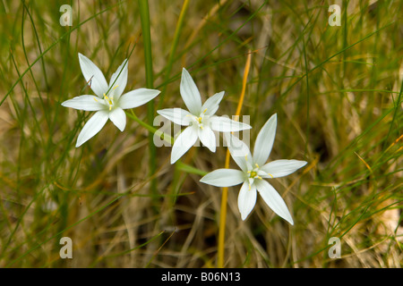 Ornithogalum umbellatum Doldiger Milchstern Foto Stock