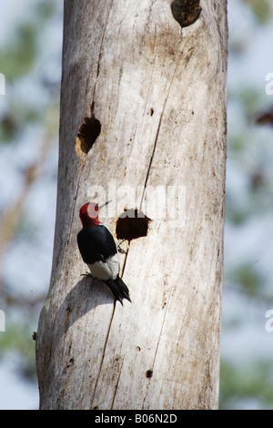 Un red-headed woodpecker nella sua cavità di nidificazione in un bosco vicino ad Atlanta, Georgia. Foto Stock