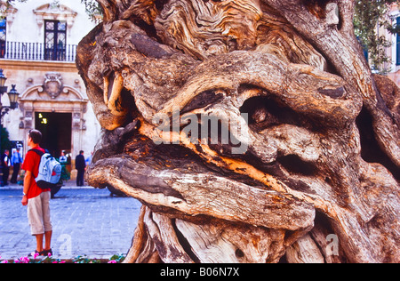 Albero di olivo in La Palma di Maiorca Foto Stock