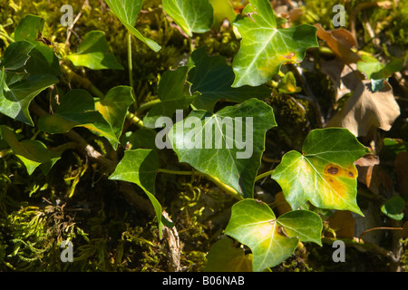 Ivy Foto Stock