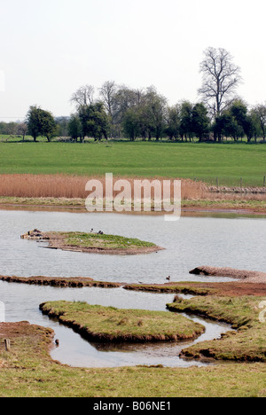 Pool di flash a Upton Warren Riserva Naturale, Worcestershire, England, Regno Unito Foto Stock