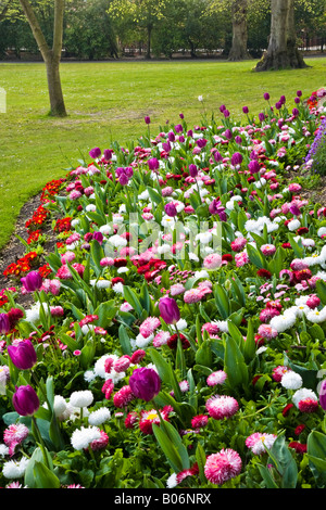 Un bordo ondulato di fiori in primavera con i tulipani, bellis perennis margherite e primulas preso nella città dei giardini, Swindon, Wiltshire Foto Stock