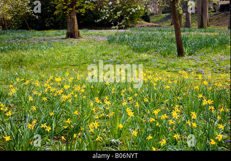 Il daffodils giallo e blu blanda anemone preso nella città dei giardini, Swindon, Wiltshire, Inghilterra, Regno Unito Foto Stock