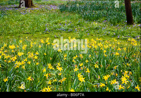 Il daffodils giallo e blu blanda anemone preso nella città dei giardini, Swindon, Wiltshire, Inghilterra, Regno Unito Foto Stock