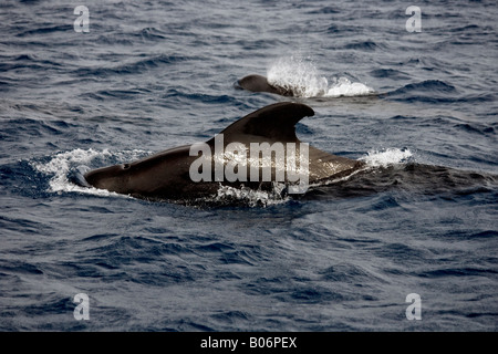 Breve alettato Balene Pilota Maldive Globicephala macrorhynchus Foto Stock