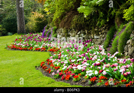 Un bordo ondulato di fiori in primavera con i tulipani, bellis perennis margherite e primulas preso nella città dei giardini, Swindon, Wiltshire Foto Stock