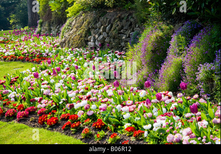 Un bordo ondulato di fiori in primavera con i tulipani, bellis perennis margherite e primulas preso nella città dei giardini, Swindon, Wiltshire Foto Stock