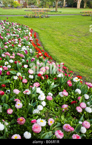 Un bordo ondulato di fiori in primavera con i tulipani, bellis perennis margherite e primulas preso nella città dei giardini, Swindon, Wiltshire Foto Stock