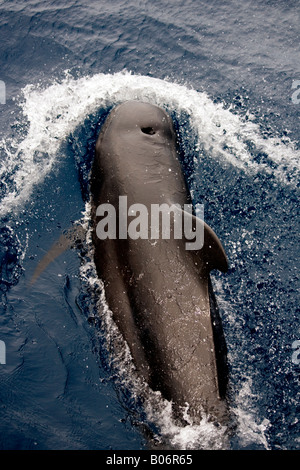 Breve alettato di Balene Pilota Maldive Globicephala macrorhynchus bowriding Foto Stock