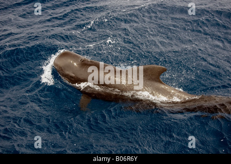 Breve alettato di Balene Pilota Maldive Globicephala macrorhynchus Foto Stock