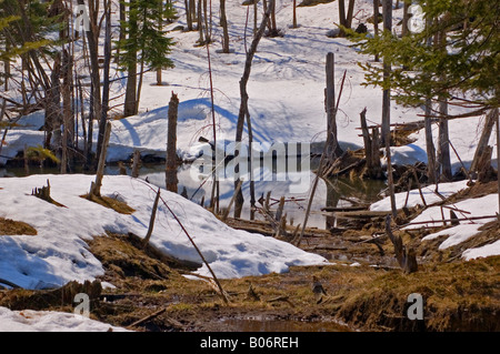 Una foresta pond in primavera Foto Stock