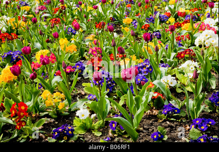 Fiori di Primavera, tulipani e primulas Foto Stock