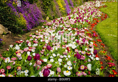 Un bordo ondulato di fiori in primavera con i tulipani, bellis perennis margherite e primulas preso nella città dei giardini, Swindon, Wiltshire Foto Stock