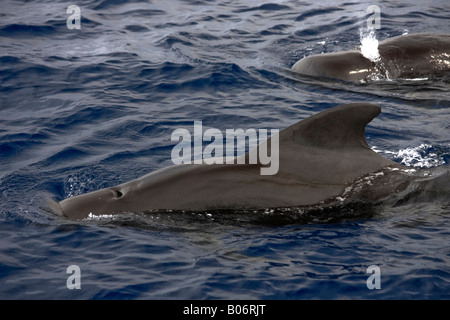 Breve alettato Balene Pilota Maldive Globicephala macrorhynchus Foto Stock