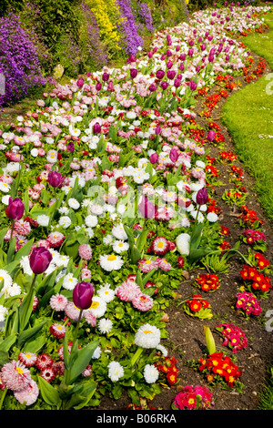 Un bordo ondulato di fiori in primavera con i tulipani, bellis perennis margherite e primulas preso nella città dei giardini, Swindon, Wiltshire Foto Stock